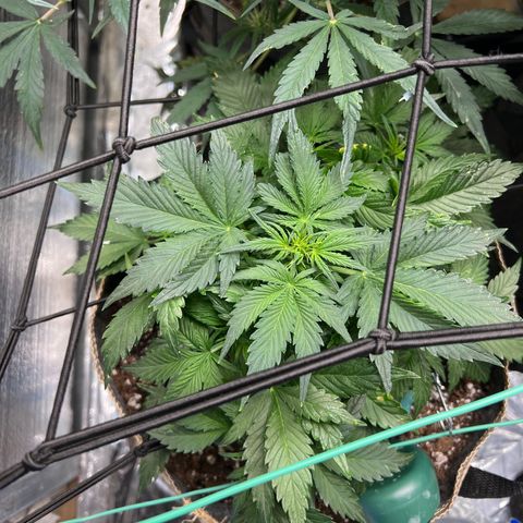 The volunteer (Maui Waui) growlog timeline photo
