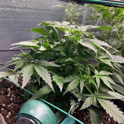 The volunteer (Maui Waui) growlog timeline photo