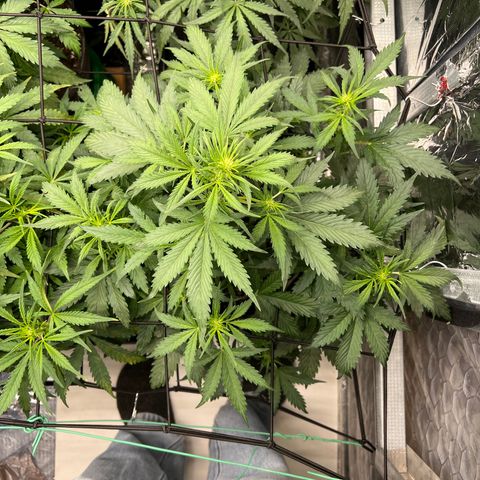 Maui waui 2 growlog timeline photo