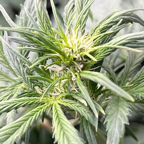 Maui waui 2 growlog timeline photo