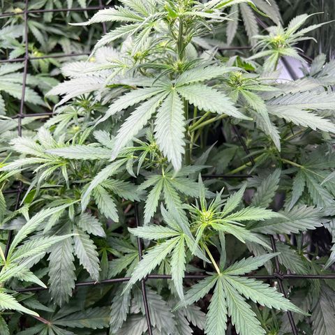 Maui waui 2 growlog timeline photo