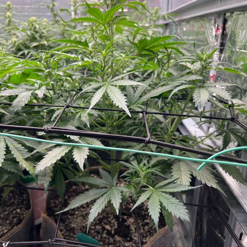 Maui waui 2 growlog timeline photo