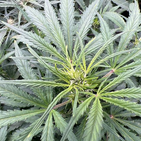 Original Auto Jack Herer growlog timeline photo