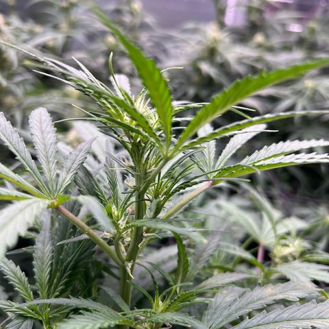 Original Auto Jack Herer growlog timeline photo