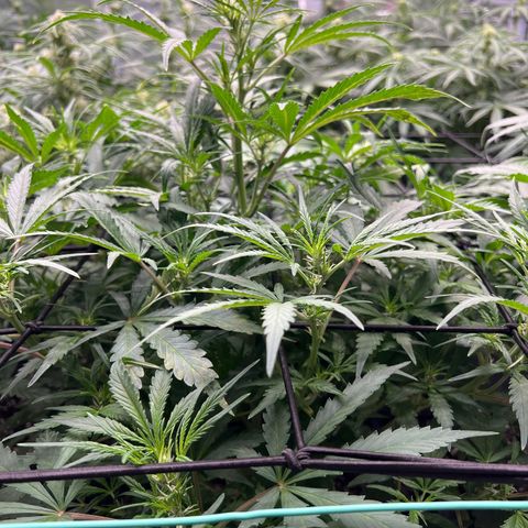 Original Auto Jack Herer growlog timeline photo