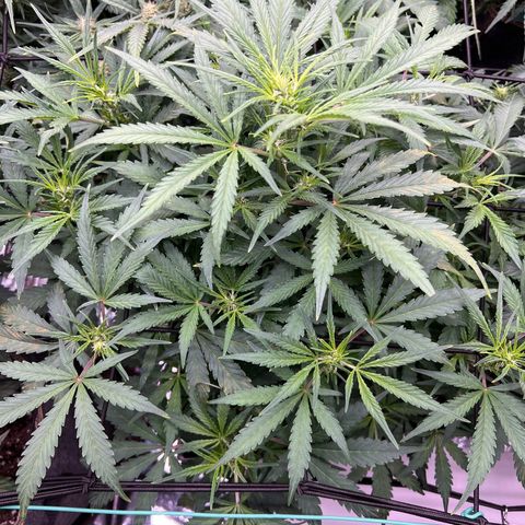 Original Auto Jack Herer growlog timeline photo