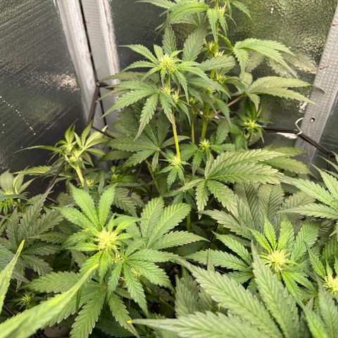 Arctic Sunset growlog timeline photo