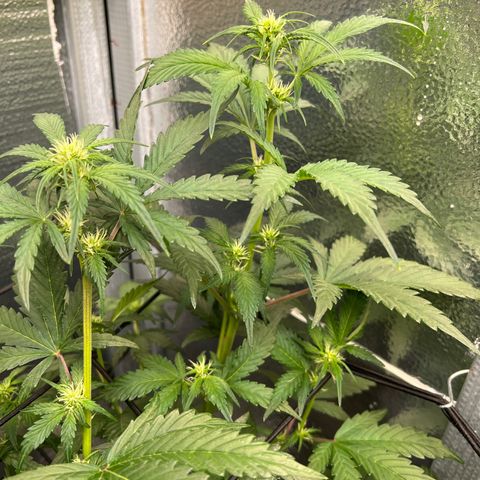 Arctic Sunset growlog timeline photo