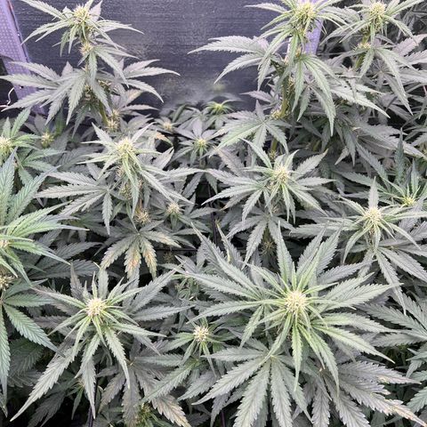 Mimosa Cake Auto growlog timeline photo