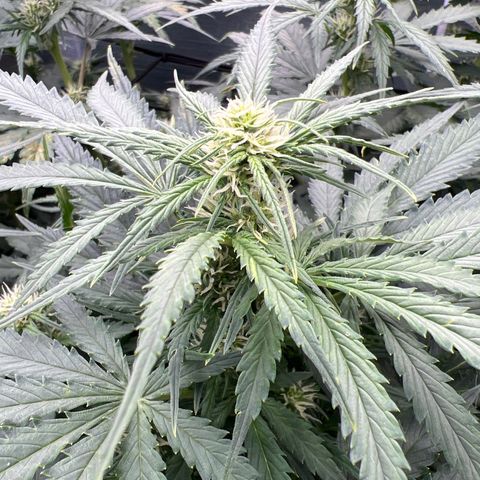 Mimosa Cake Auto growlog timeline photo