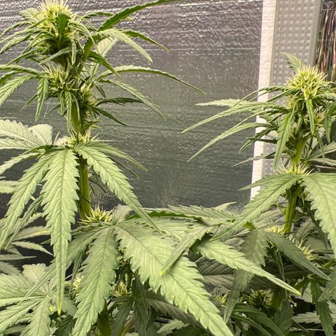 Mimosa Cake Auto growlog timeline photo