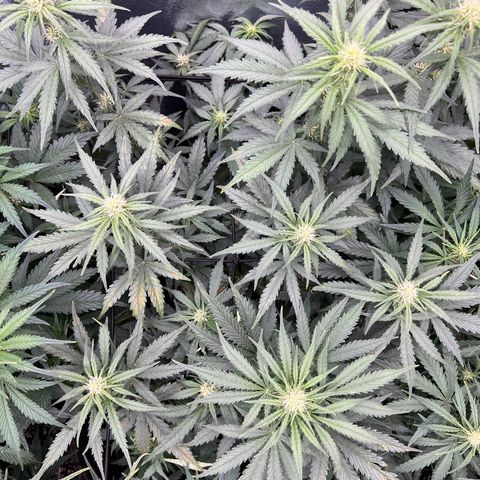 Mimosa Cake Auto growlog timeline photo