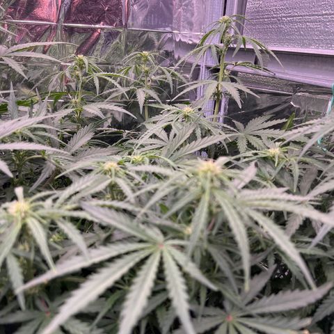 Wedding Glue Auto growlog timeline photo