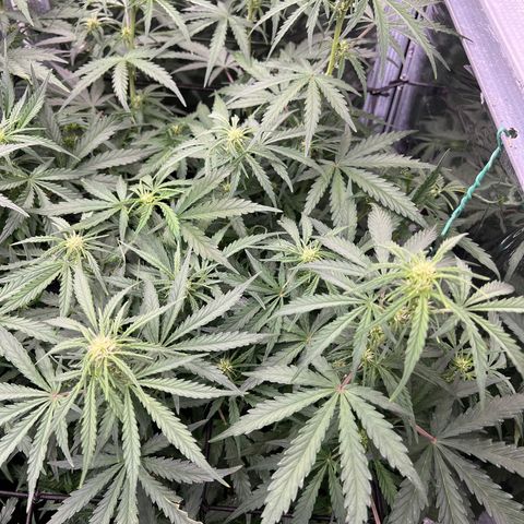 Wedding Glue Auto growlog timeline photo