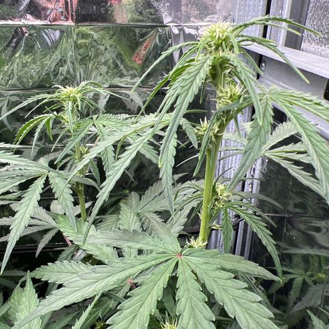 Wedding Glue Auto growlog timeline photo