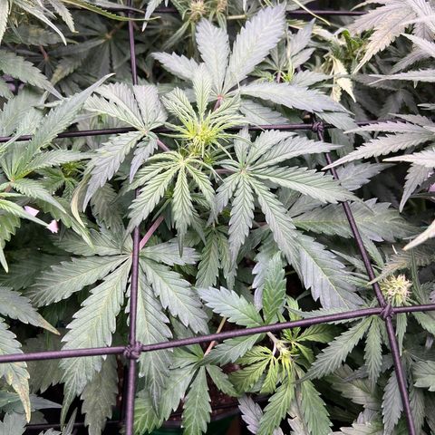 Hawaii Maui Waui Automatic growlog timeline photo