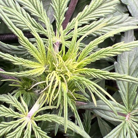 Hawaii Maui Waui Automatic growlog timeline photo