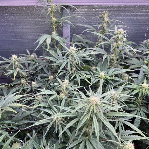 Blueberry Kush Automatic growlog timeline photo