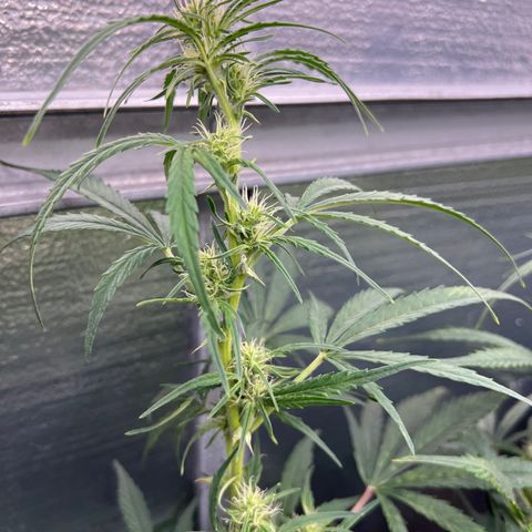 Blueberry Kush Automatic growlog timeline photo