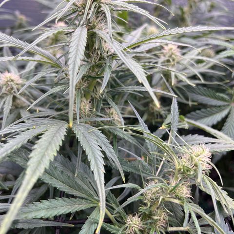 Blueberry Kush Automatic growlog timeline photo