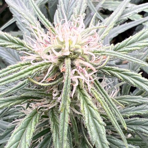 Blueberry Kush Automatic growlog timeline photo
