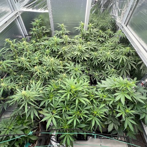 The volunteer (Maui Waui) growlog timeline photo