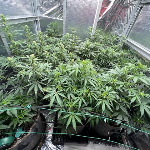 The volunteer (Maui Waui) growlog timeline photo