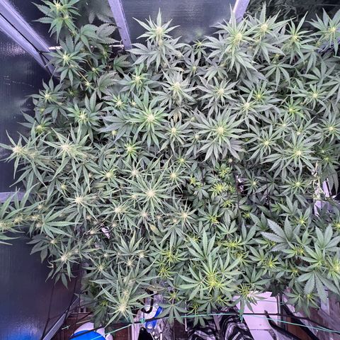 The volunteer (Maui Waui) growlog timeline photo