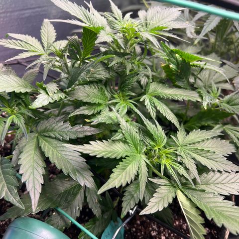 The volunteer (Maui Waui) growlog timeline photo
