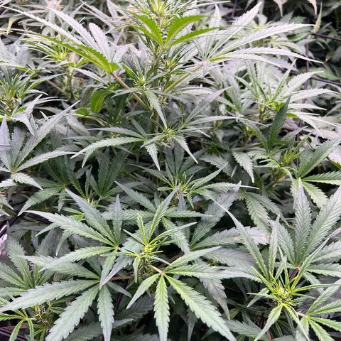 Original Auto Jack Herer growlog timeline photo