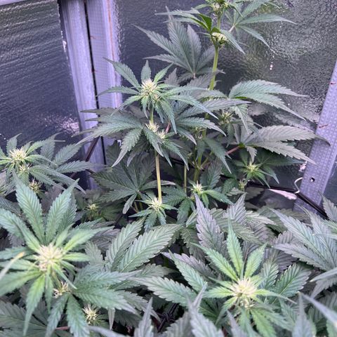 Arctic Sunset growlog timeline photo
