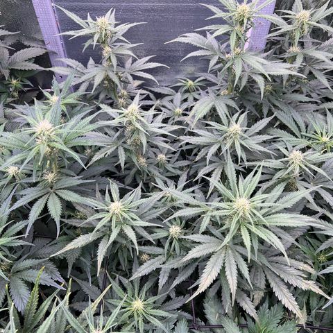 Mimosa Cake Auto growlog timeline photo