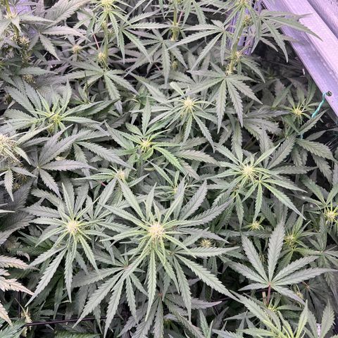 Wedding Glue Auto growlog timeline photo