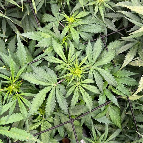 Hawaii Maui Waui Automatic growlog timeline photo