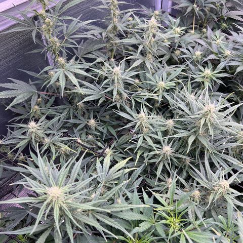 Blueberry Kush Automatic growlog timeline photo