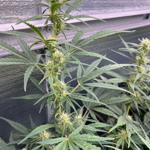 Blueberry Kush Automatic growlog timeline photo