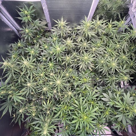 The volunteer (Maui Waui) growlog timeline photo