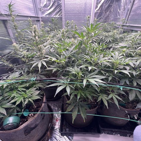 The volunteer (Maui Waui) growlog timeline photo