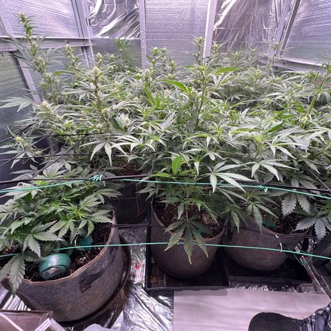 The volunteer (Maui Waui) growlog timeline photo