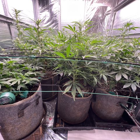 The volunteer (Maui Waui) growlog timeline photo