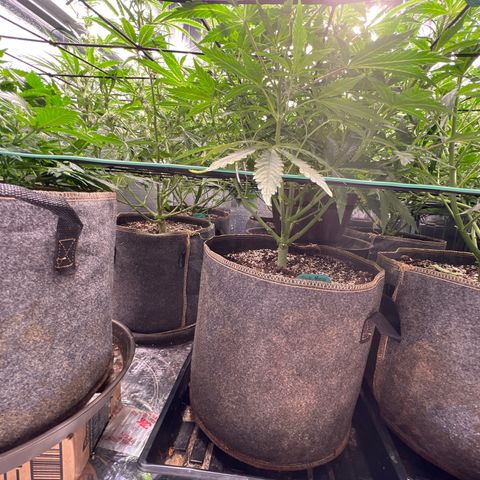 The volunteer (Maui Waui) growlog timeline photo