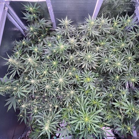 The volunteer (Maui Waui) growlog timeline photo