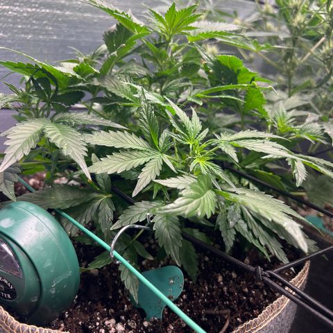 The volunteer (Maui Waui) growlog timeline photo
