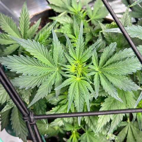 The volunteer (Maui Waui) growlog timeline photo