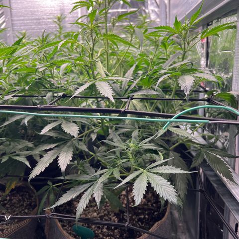 Maui waui 2 growlog timeline photo