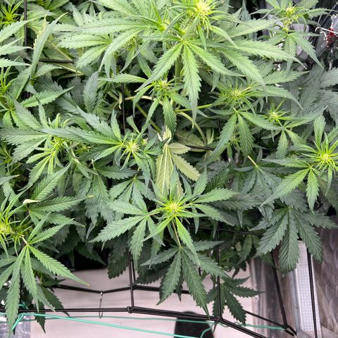 Maui waui 2 growlog timeline photo