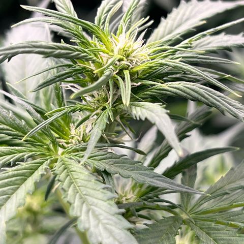 Maui waui 2 growlog timeline photo