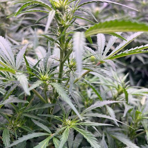 Original Auto Jack Herer growlog timeline photo