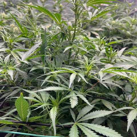 Original Auto Jack Herer growlog timeline photo