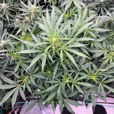 Original Auto Jack Herer growlog timeline photo
